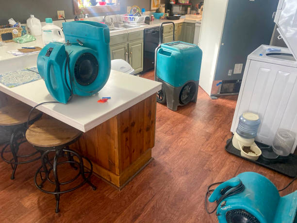 Best Basement water damage restoration  in Williamsburg, OH