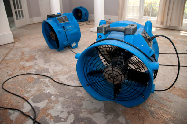 Best Water damage mitigation services  in Williamsburg, OH